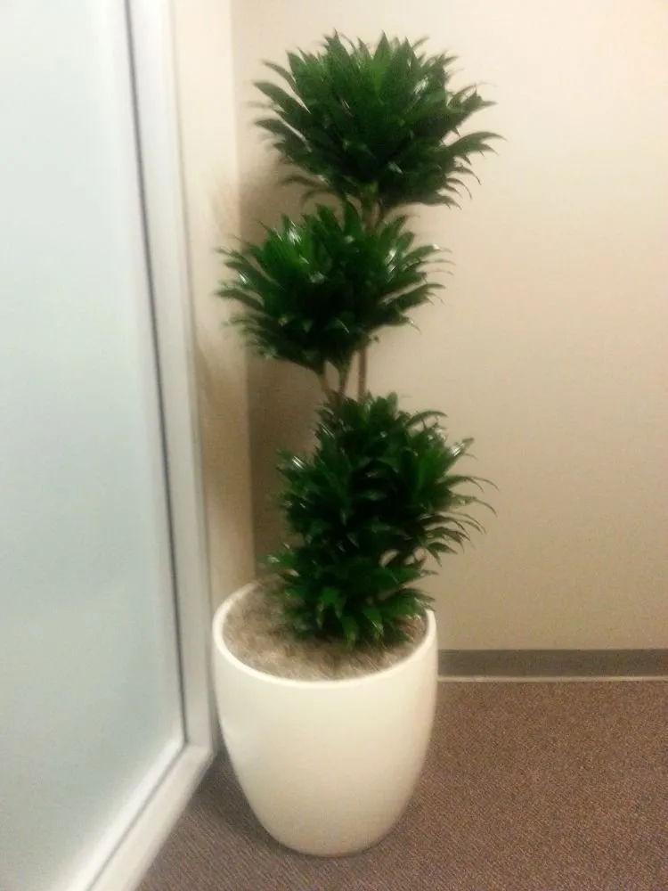 Reliable outdoor landscaping for beautiful yards in Danville, CA by Commercial Plant Services