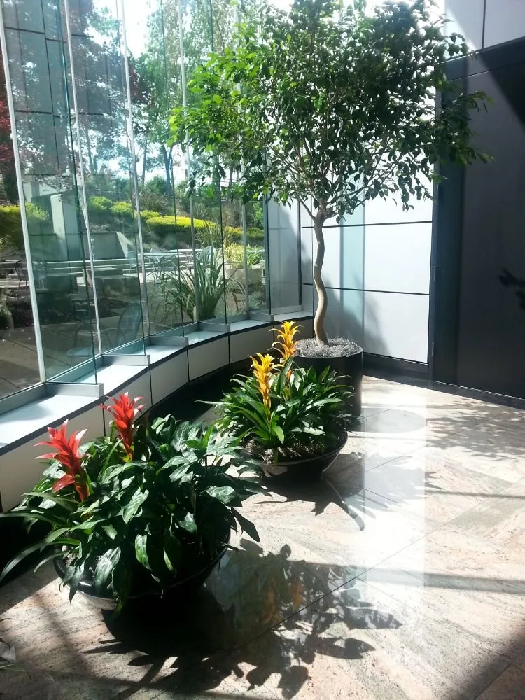 Expert lawn mowing service for year-round maintenance in Danville, CA by Commercial Plant Services