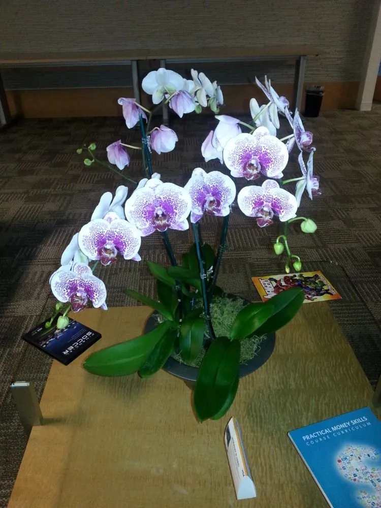 Local residential landscaping for homes across Danville, CA - Commercial Plant Services