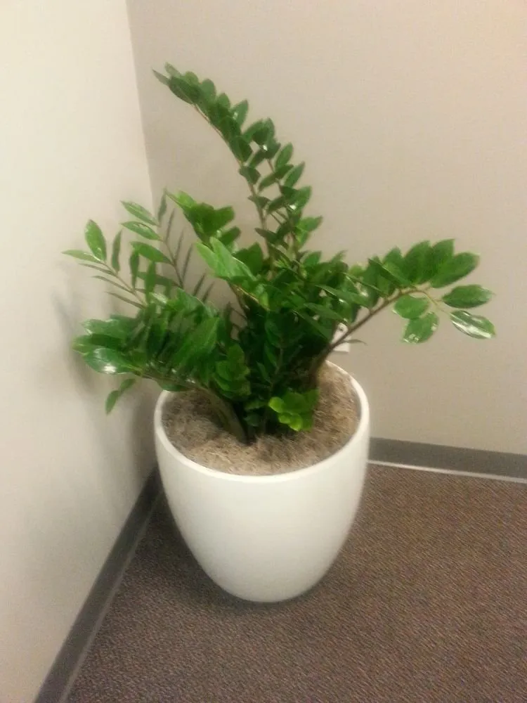 Custom yard cleanup service in Danville, CA - Commercial Plant Services