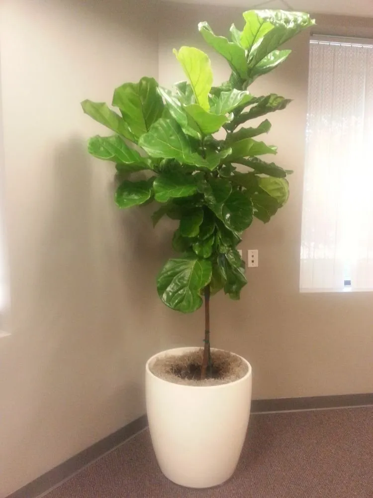 Top-rated garden landscaping for year-round maintenance in Danville, CA by Commercial Plant Services