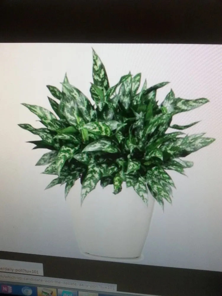 Expert yard maintenance in Danville, CA by Commercial Plant Services