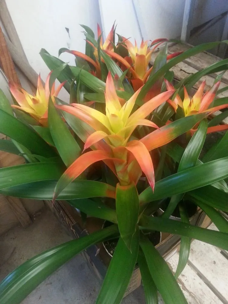 Reliable garden landscaping in Danville, CA - Commercial Plant Services