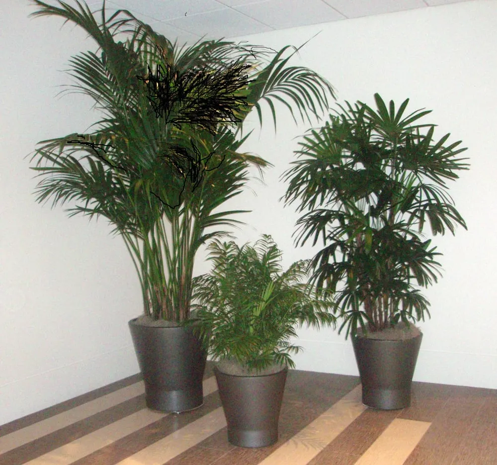 Local yard maintenance for outdoor upgrades across Danville, CA - Commercial Plant Services