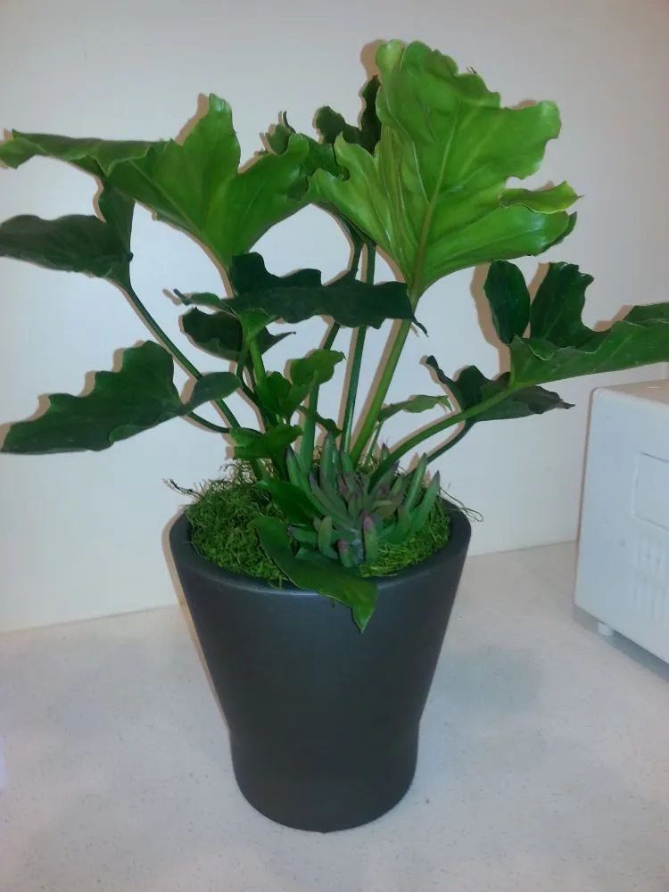 Trusted landscaping services in Danville, CA - Commercial Plant Services