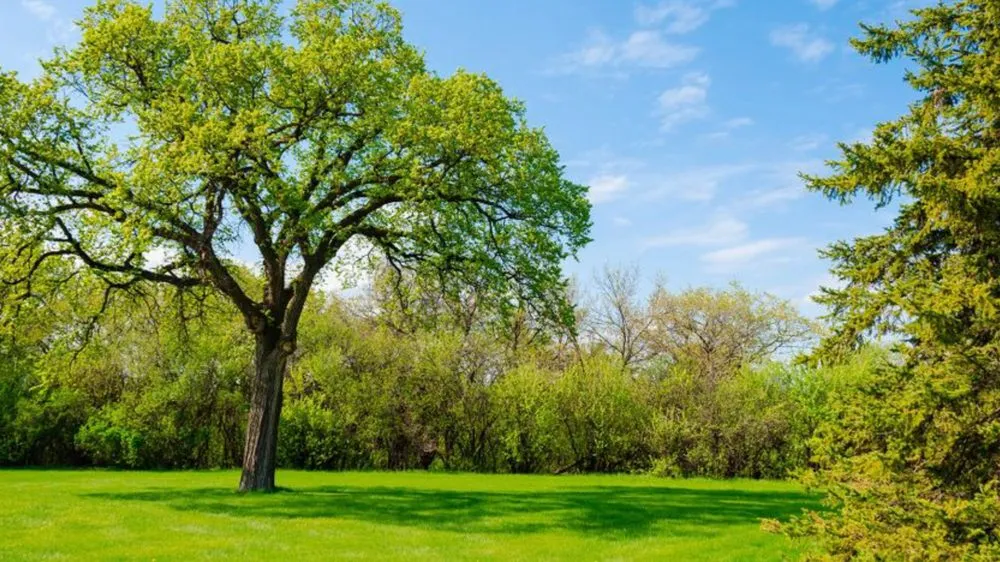 Trusted lawn mowing service in Eldersburg, MD - Commercial Residential Lawn and Landscape