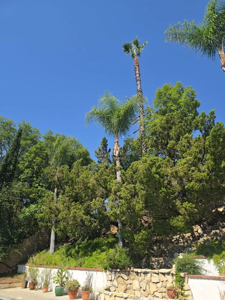 Local garden landscaping experts serving Los Angeles, CA - Commercial Tree Services