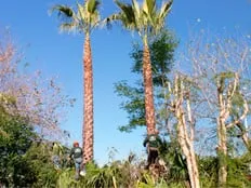 Top-rated yard cleanup service for beautiful yards across Los Angeles, CA - Commercial Tree Services