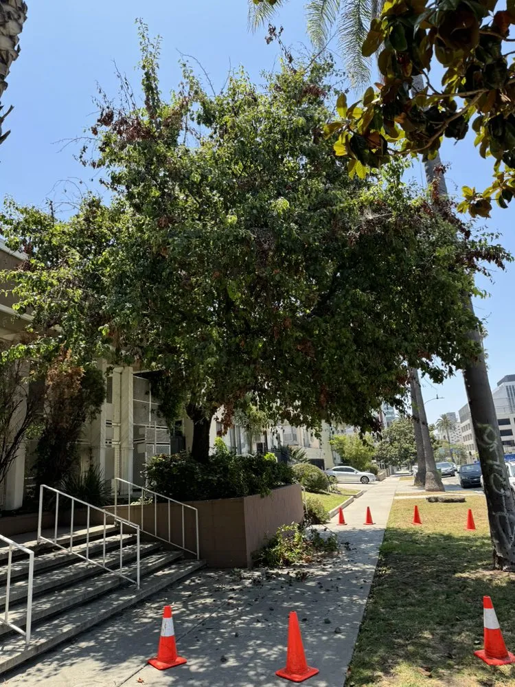 Custom yard cleanup service in Los Angeles, CA - Commercial Tree Services