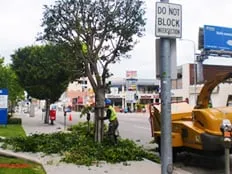 Trusted lawn care service experts serving Los Angeles, CA - Commercial Tree Services