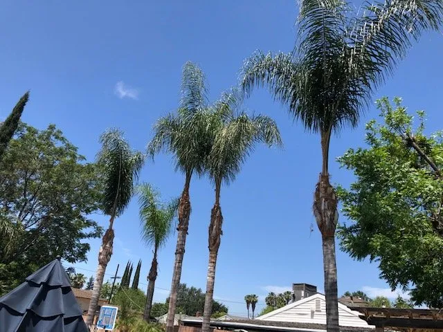 Affordable lawn mowing service for residential properties in Los Angeles, CA by Commercial Tree Services