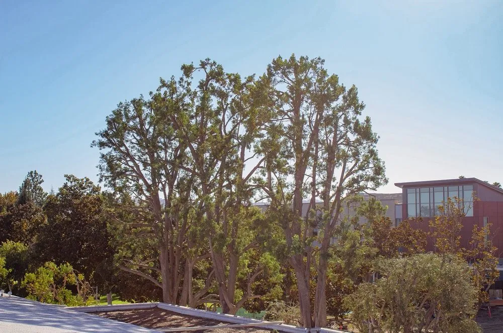 Professional lawn care service experts serving Los Angeles, CA - Commercial Tree Services