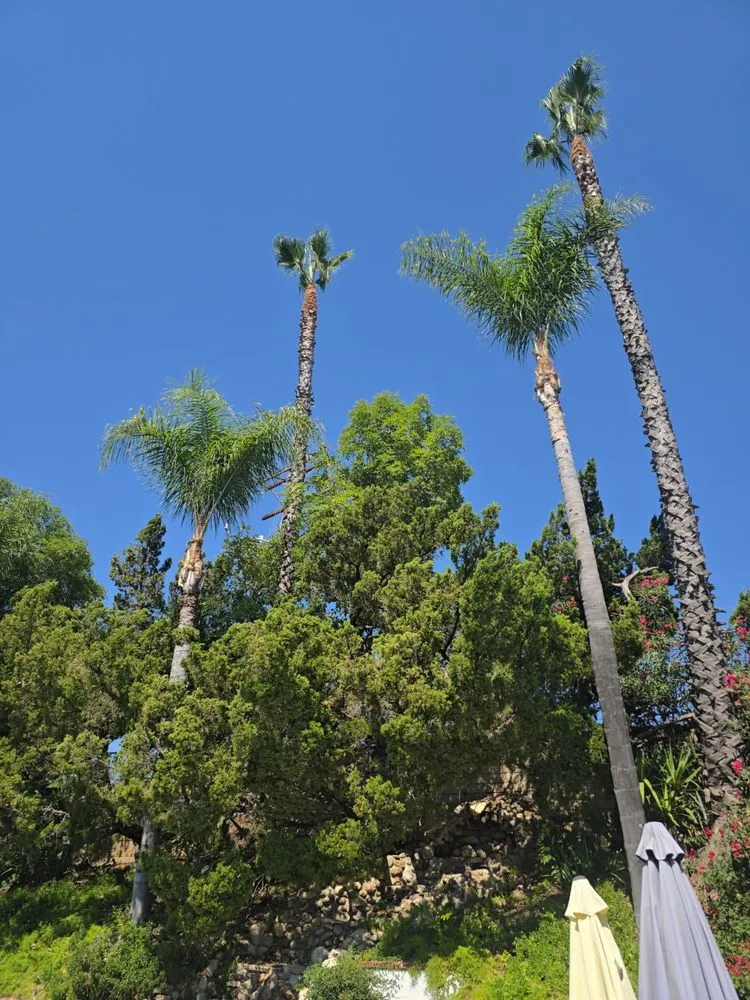 Local lawn care service in Los Angeles, CA by Commercial Tree Services