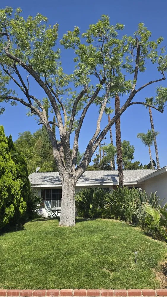 Expert landscape design in Los Angeles, CA - Commercial Tree Services