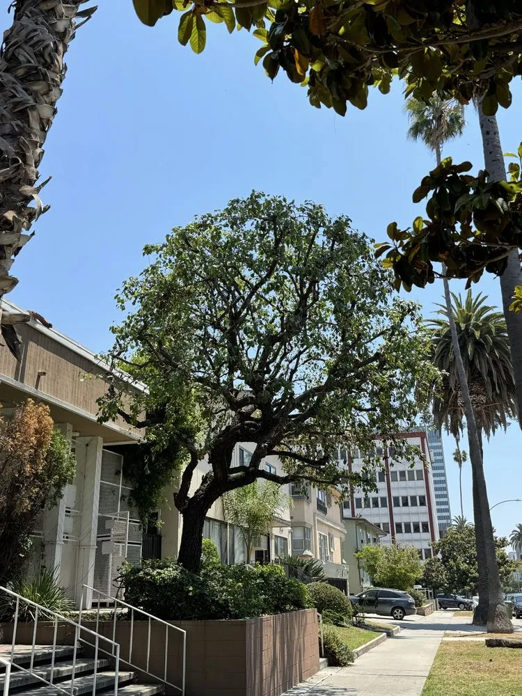 Trusted lawn care service in Los Angeles, CA - Commercial Tree Services