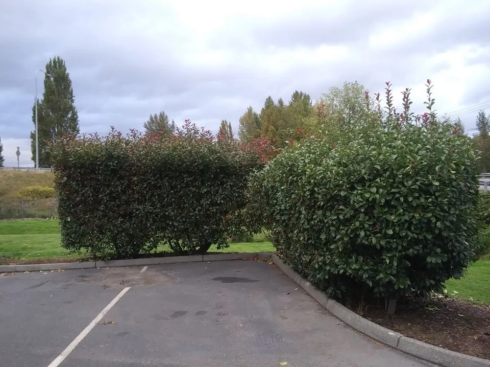 Professional lawn care service in Mount Vernon, WA by Common goals united