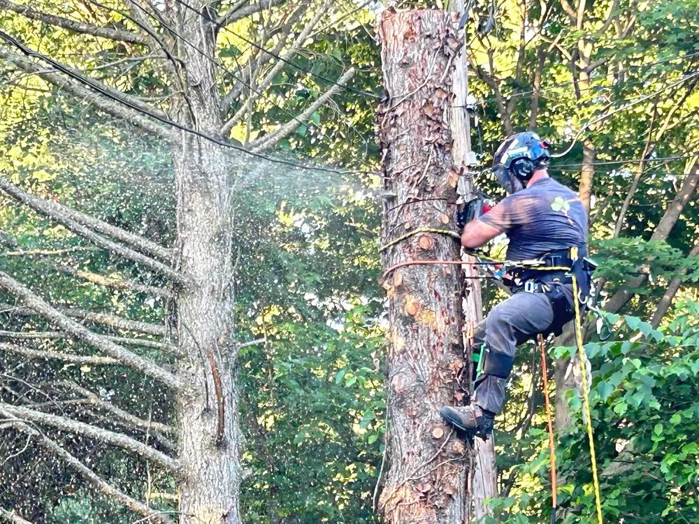 Reliable garden landscaping in Shepherdstown, WV by Common Ground Tree Care