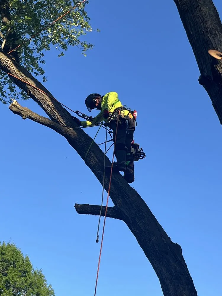 Custom landscape installation for outdoor upgrades in Shepherdstown, WV by Common Ground Tree Care