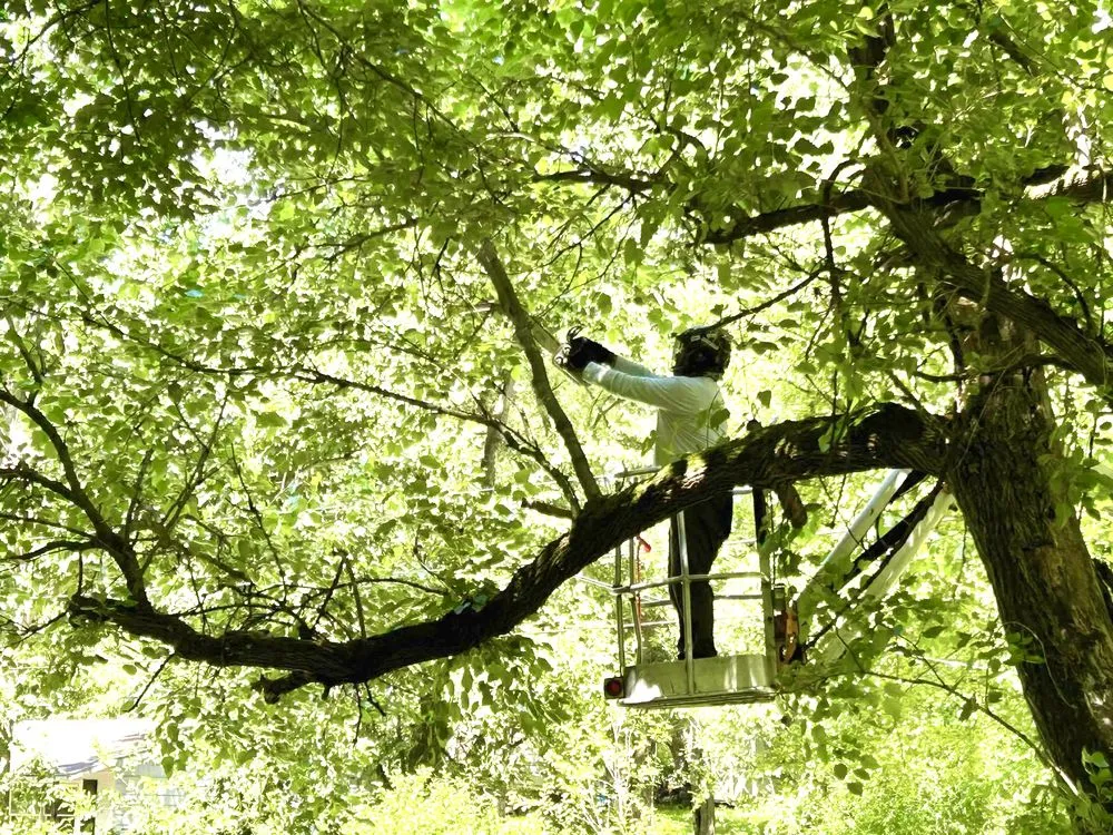 Affordable outdoor landscaping in Shepherdstown, WV - Common Ground Tree Care