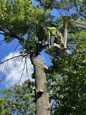 Common Ground Tree Care