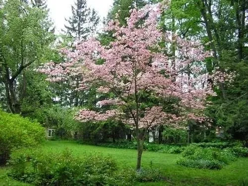 Custom residential landscaping for beautiful yards across Glen Allen, VA - Commonwealth Landcare