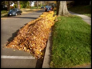 Affordable landscaping services for homes in Ashland, VA by Commonwealth Lawn Care Services