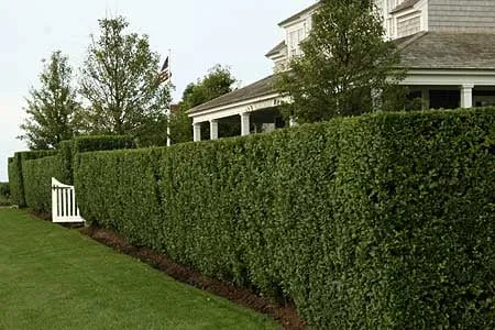 Top-rated lawn mowing service in Ashland, VA - Commonwealth Lawn Care Services