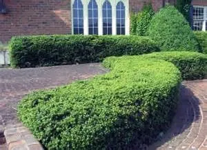 Local residential landscaping experts serving Ashland, VA - Commonwealth Lawn Care Services