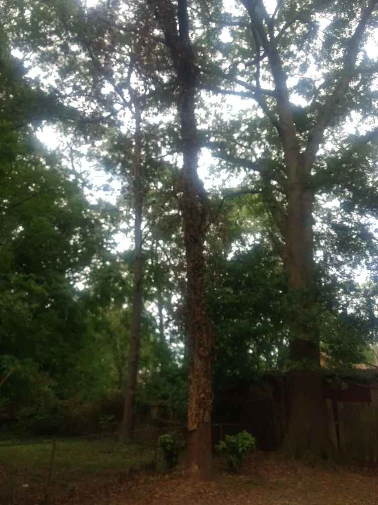 Expert landscape design experts serving Atlanta, GA - Community Foodscapes