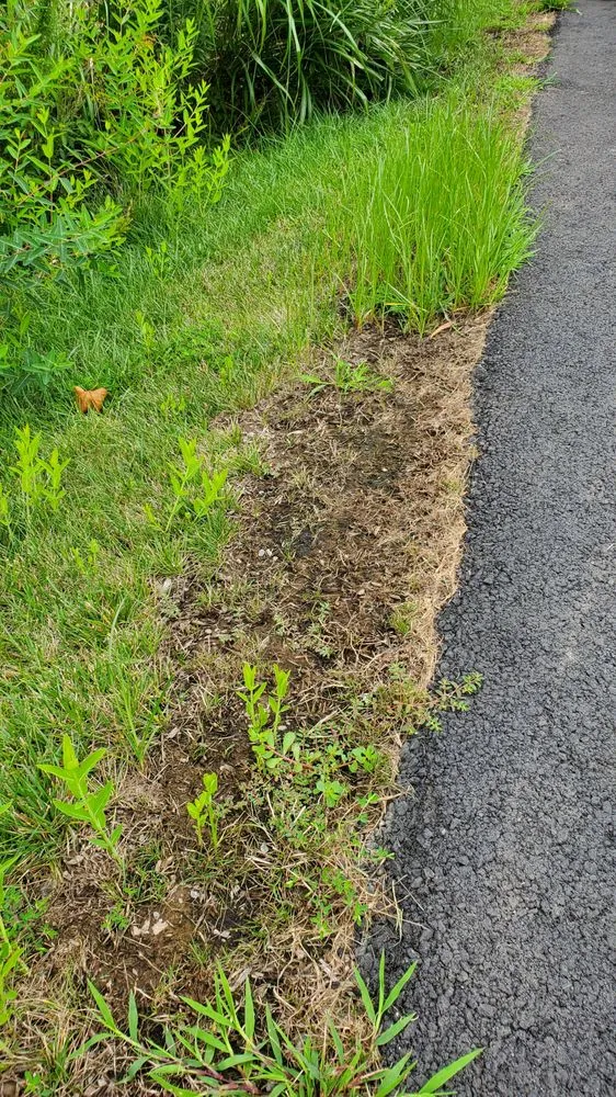 Affordable lawn care service in Sterling, VA - Community Landscape Services