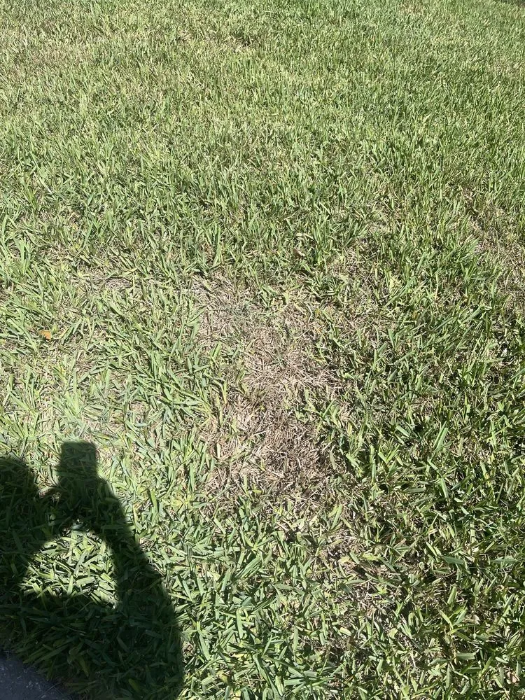 Expert yard cleanup service in Chuluota, FL - Community Lawn & Pest Control