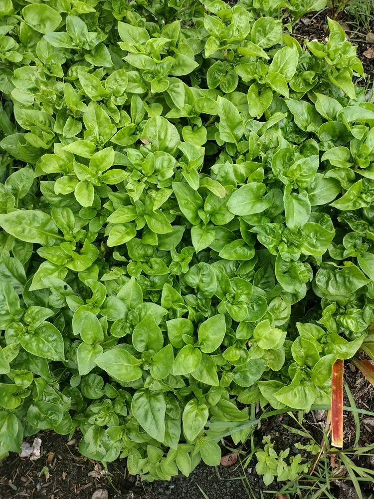 Expert landscape installation experts serving Nampa, ID - Community Lawn Care