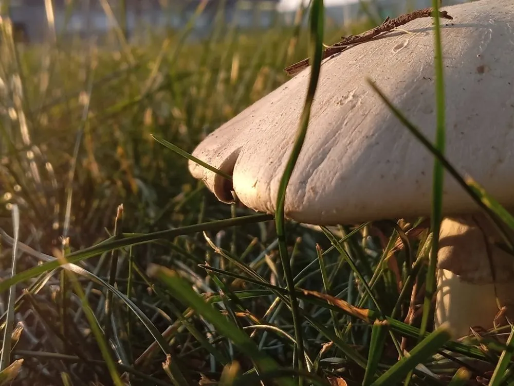 Affordable landscaping services experts serving Nampa, ID - Community Lawn Care