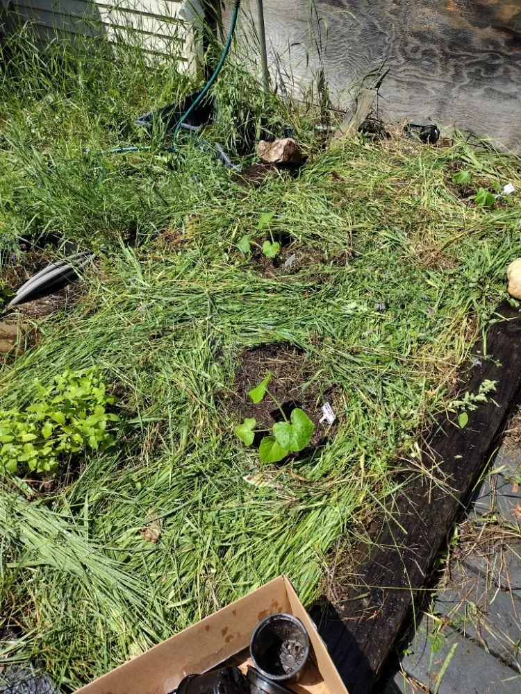 Expert lawn care service for residential properties in Nampa, ID by Community Lawn Care