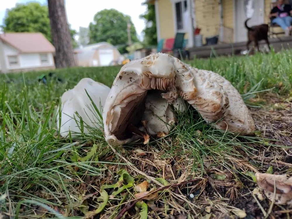 Custom garden landscaping in Nampa, ID - Community Lawn Care