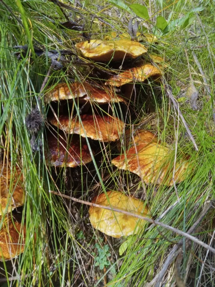 Top-rated landscape installation experts serving Nampa, ID - Community Lawn Care