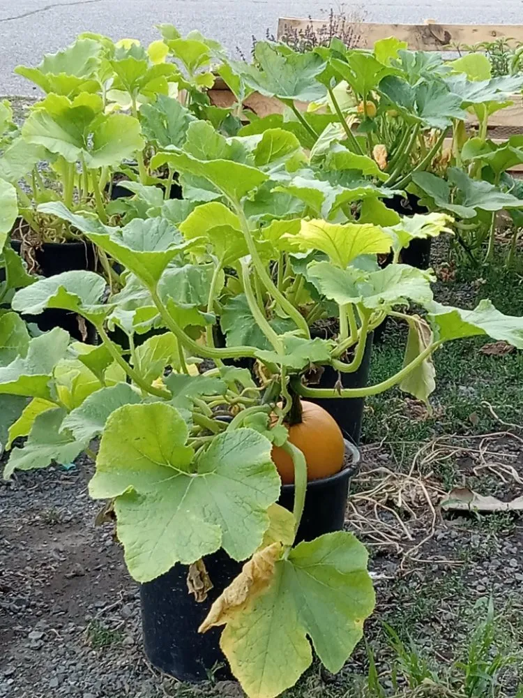 Reliable landscape design in Nampa, ID by Community Lawn Care