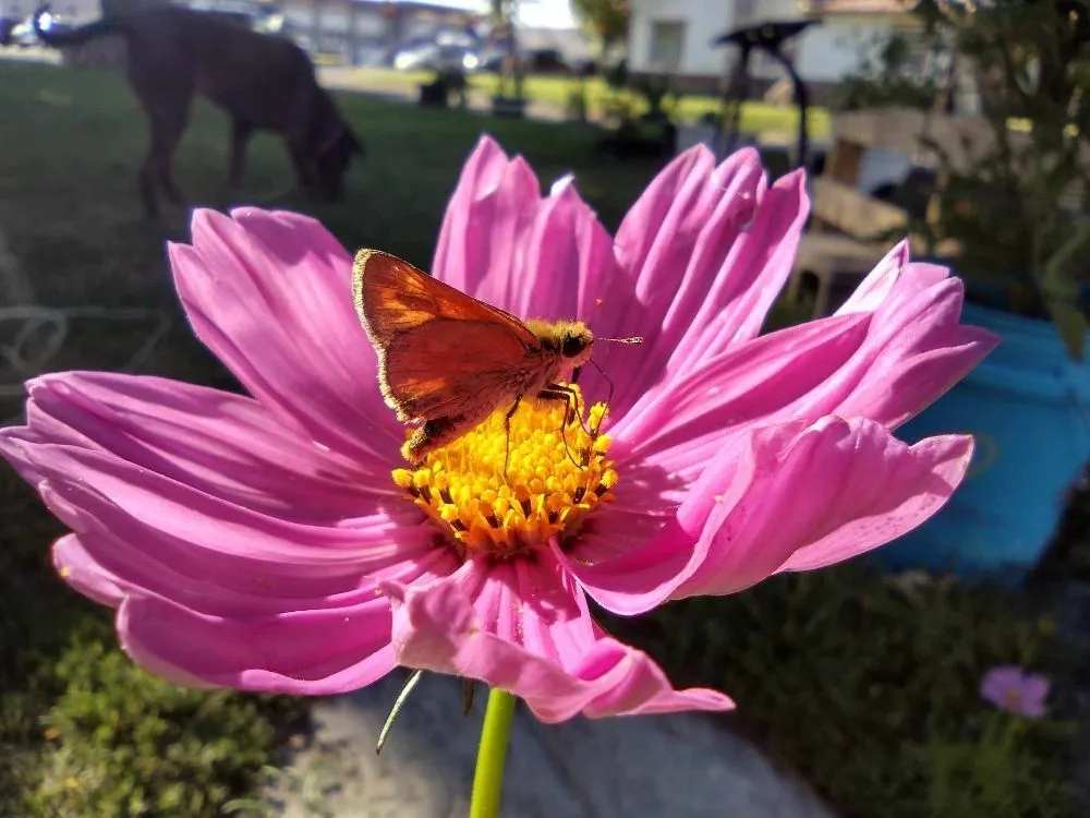 Trusted garden landscaping in Nampa, ID by Community Lawn Care