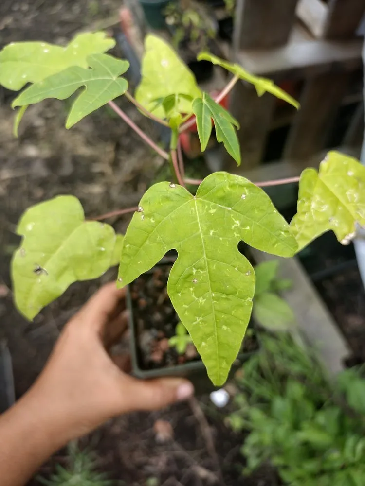 Professional outdoor landscaping experts serving Nampa, ID - Community Lawn Care