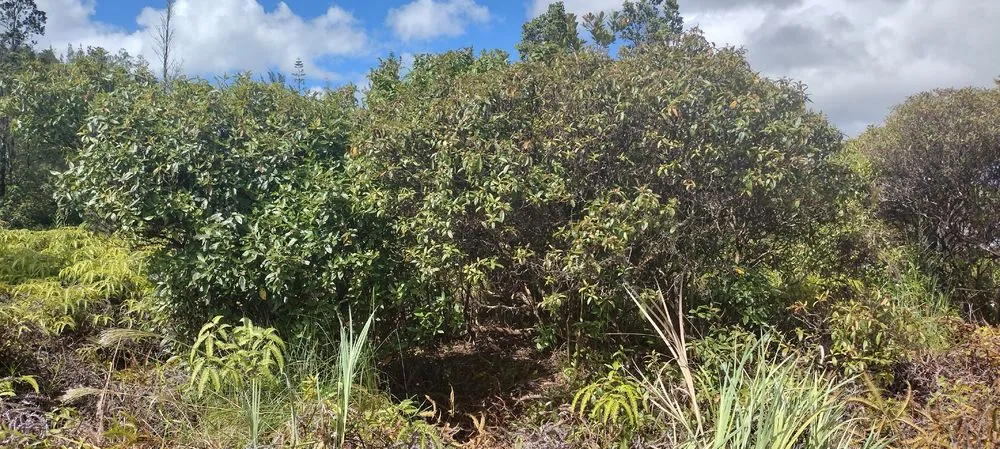 Affordable lawn care service experts serving Nampa, ID - Community Lawn Care