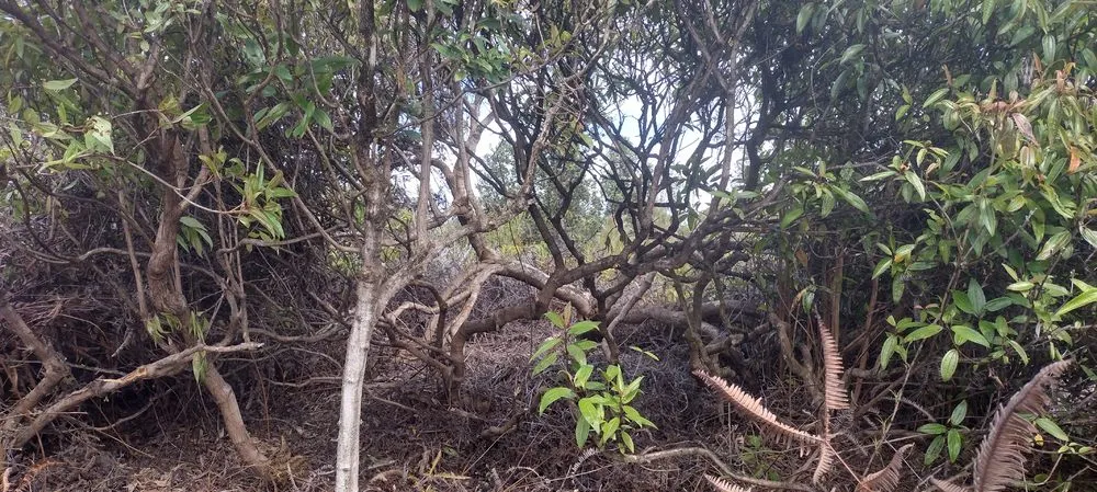 Expert residential landscaping experts serving Nampa, ID - Community Lawn Care