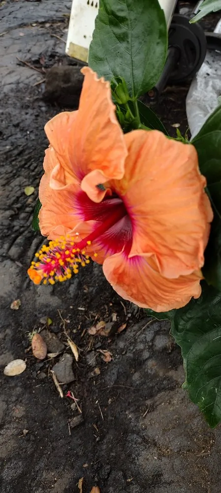 Trusted landscaping services with custom design across Nampa, ID - Community Lawn Care