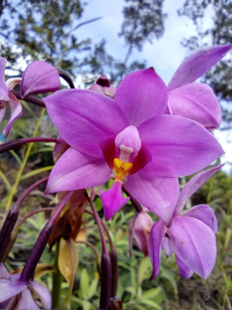 Professional lawn mowing service experts serving Nampa, ID - Community Lawn Care