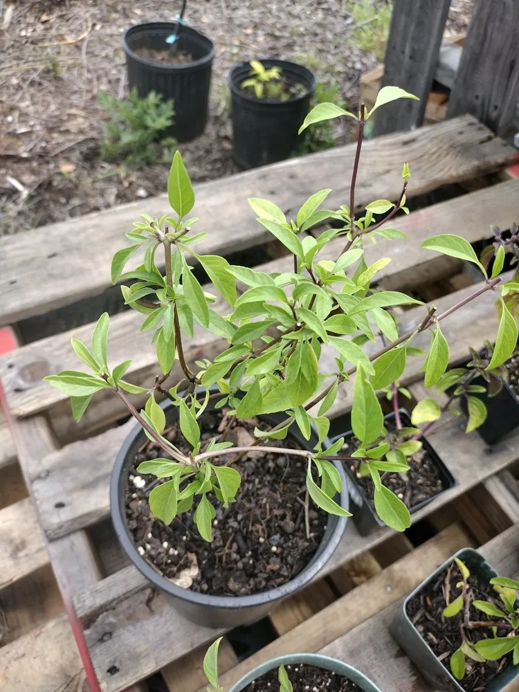 Professional garden landscaping for year-round maintenance across Nampa, ID - Community Lawn Care