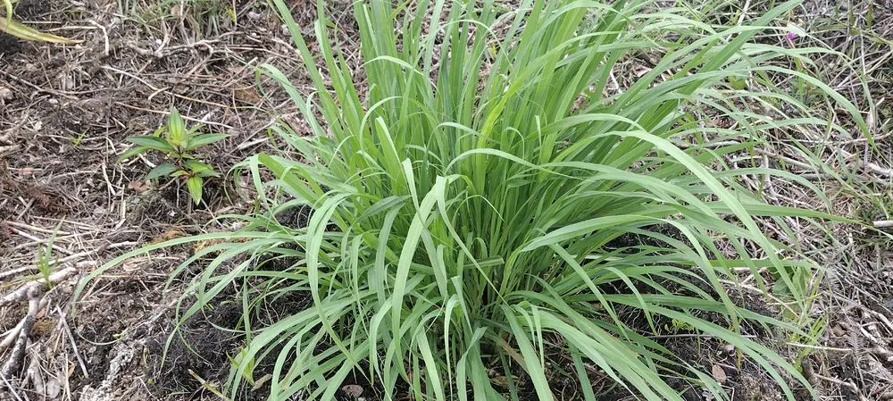 Affordable residential landscaping experts serving Nampa, ID - Community Lawn Care