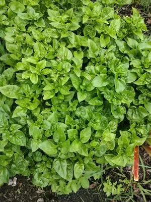 Community Lawn Care Logo