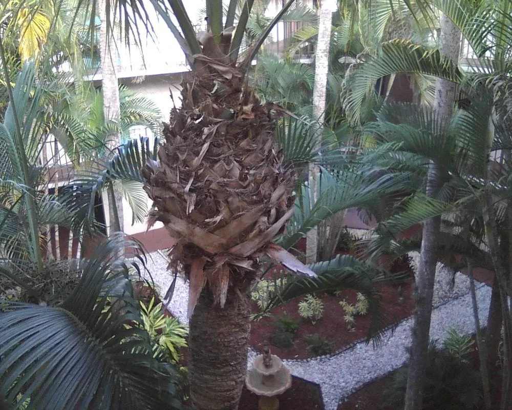 Expert yard maintenance with custom design across Port Salerno, FL - Community Tree & Landscape Service