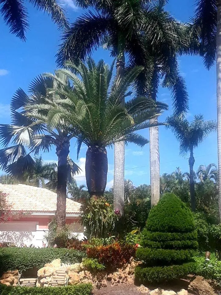 Professional residential landscaping in Port Salerno, FL by Community Tree & Landscape Service
