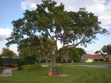 Top-rated landscaping services experts serving Port Salerno, FL - Community Tree & Landscape Service