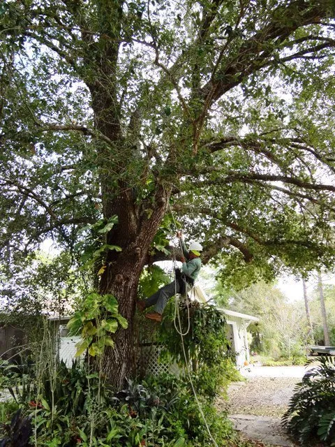 Affordable yard maintenance in Port Salerno, FL by Community Tree & Landscape Service